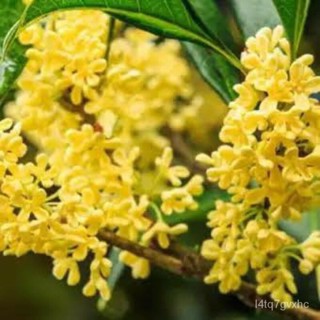 เมล็ด คละ หอมหมื่นลี้ ( sweet osmanthus ) บรรจุ 5 เมล็ด คละ