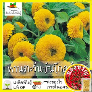 เมล็ดอวบอ้วน100%เมล็ดพันธุ์ ทานตะวัน ซันโกลด์ 35 เมล็ด Sungold Sunflower Seed เมล็ดพันธุ์แท้100% นำเข้าจากต่างประเทศ ปลู