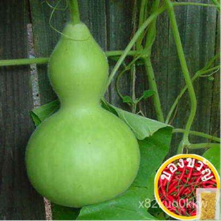 เมล็ดอวบอ้วน100%เมล็ดพันธุ์ น้ำเต้าเซียน  (Bottle Gourd Seed) บรรจุ 10 เมล็ด คุณภาพดี ราคาถูก ของแท้ 100%เมล็ดพืชคุณภาพส