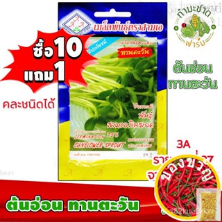 เมล็ดอวบอ้วน100%[10แถม1] 3A เมล็ดพันธุ์ ทานตะวันอ่อน 350 เมล็ด กินยอดดี มีประโยชน์ เมล็ดพันธุ์สามเอ SunFlower sprout เมล