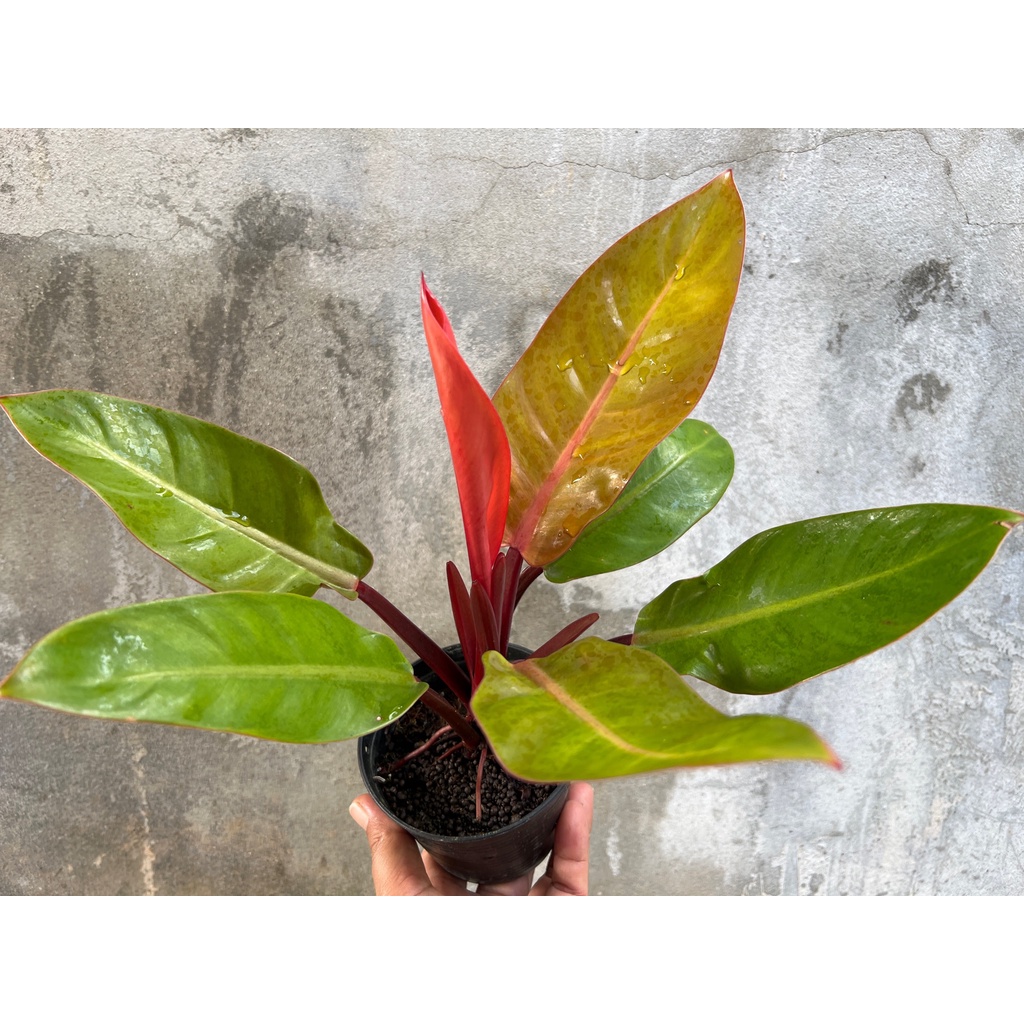 อินทรีย์็ด ถูก็ด ฟิโล ปริ้นออเรนต์ Philodendron “Prince of Orange “ กระถาง 4” ถูก ผักบุ้ง