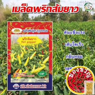 เมล็ดอวบอ้วน100%เมล็ดพริกส้มยาว Hot pepper เมล็ดพริกส้มยาว เมล็ดพันธุ์พริกส้มยาว พริกส้มยาว เมล็ดพันธุ์ผัก ตราภูเขาทองเม