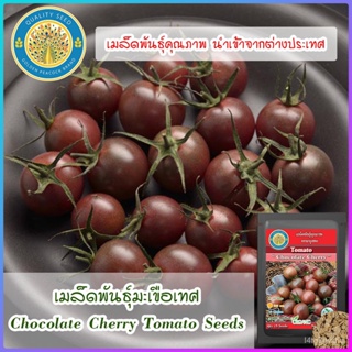 เมล็ด สวนครัวมะเขือเทศ (Chocolate Cherry Tomato Seeds) สวนครัว