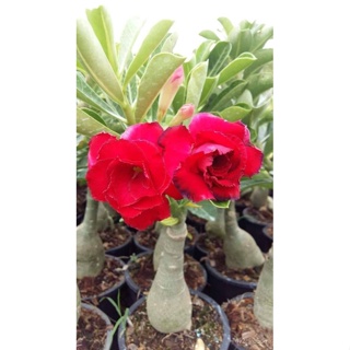 เมล็ด 10 เมล็ด ปลูก ชวนชม สายพันธุ์ไต้หวัน ดอกสีแดง Adenium Seeds กุหลาบทะเลทราย Desert Rose ราชินีบอ ปลูก