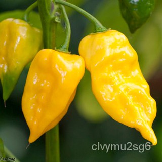 เมล็ด ขายดี พริกฮาบาเนโร่ สีเหลือง (Lemon Habanero Seed) บรรจุ 30 เมล็ด คุณภาพดี ราคาถูก ของแท้ 100% ขายดี