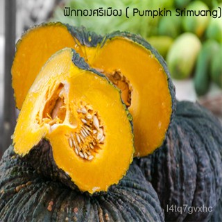 เมล็ด งอก ฟักทองศรีเมือง( Pumpkin Srimuang)  20 เมล็ด งอกง่าย งอกได้ทั่วไทย งอก