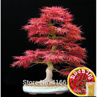 ครอบครัวสวนพืชบอนไซเมล็ดพันธุ์ต้นไม้ Acer Palm Tree กายวิภาคศาสตร์สีแดงเข้ม Queen Seed Mini Japan Red Maple Seed Half Mo