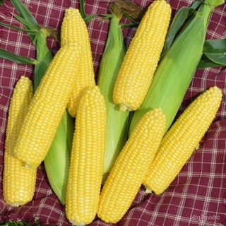 เมล็ด ขายดี ข้าวโพดหวาน จูบิลี่ไฮบริด Jubilee Hybrid Sweet Corn F1 Seed 20 เมล็ด คุณภาพดี ราคาถูก ของแ ขายดี