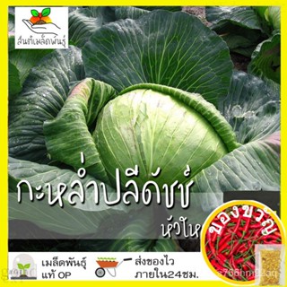 เมล็ดอวบอ้วน100%เมล็ดพันธุ์ กะหล่ำปลีดัชช์ หัวใหญ่ 200 เมล็ด Late Flat Dutch Cabbage seed เมล็ดพันธุ์แท้ นำเข้าจากต่างปร