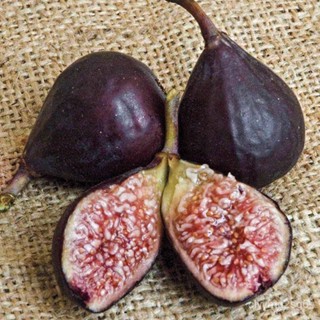 เมล็ด 10 เมล็ด เมล็ดมะเดื่อฝรั่ง Figs สายพันธุ์ Brown Turkey  มะเดื่อฝรั่ง หรือ ลูกฟิก (Fig) อัตราการงอก 70- งอก