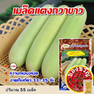 เมล็ดอวบอ้วนเมล็ดแตงกวาขาว คริสปิ้ไวท์ White Cucumber ตราภูเขาทอง เมล็ดพันธุ์แตงกวาขาว เมล็ดพันธุ์ผัก เมล็ดพันธุ์ผักสวนค