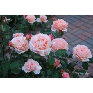 เมล็ด 30 เมล็ด สวนครัว กุหลาบ สีแชมเปญ Champagne Rose Seeds ดอกเล็ก ต้นไม้แคระ นำเข้าจากต่างประเทศ พร้อม สวนครัว