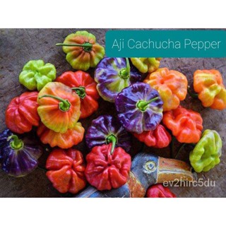 เมล็ด งอกพริก อาจิ คาชูช่า (Aji Cachucha Pepper Seed) บรรจุ 15 เมล็ด ของแท้ คุณภาพดี ราคาถูก นำเข้าจ งอก