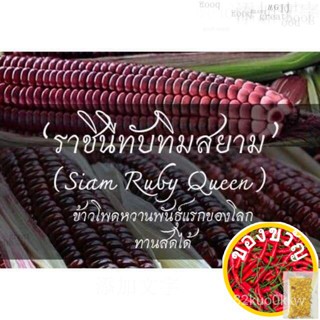 เมล็ดพันธุ์เมล็ดพันธุ์ ข้าวโพดทานดิบราชินีทับทิมสยาม (Siam Ruby Queen)  สีม่วงเข้ม ฝักใหญ่ ทานดิบได้ ซองละ 50 เมล็ดเมล็ด