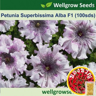 รวมไปถึง: Petunia superbissima Alba F1 pelleted (100sds) Q2M7