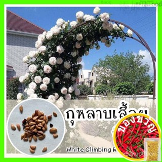 เมล็ดอวบอ้วน100%พร้อมส่ง ❗ รหัส 074 เมล็ดพันธุ์แท้ OP แท้ กุหลาบเลื้อยสีขาว - White Climbing rose ไม้ประดับ เมล็ดดอกกุหล