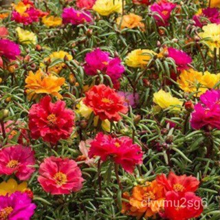 เมล็ด 30 เมล็ด งอก แพรเซี่ยงไฮ้ กุหลาบ เซี่ยงไฮ้ Moss Rose Seed ดอกใหญ่ นำเข้าจากต่างประเทศ Garden S งอก