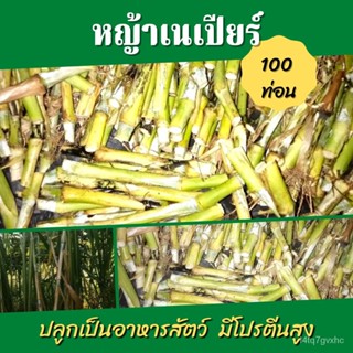 เมล็ด พันธุ์หญ้าเนเปียร์   หญ้าสำหรับงอก = 100 ท่อน หญ้าอาหารสัตว์ หญ้าเนเปียร์ ต้นพันธุ์ หญ้าเนเปียร์ หญ้า งอก