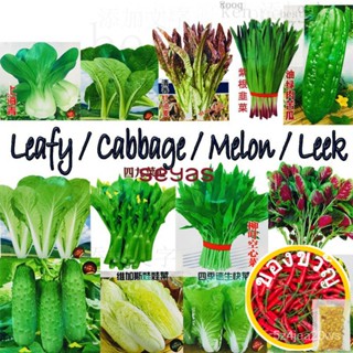 Cabbage ดอกเล็ก/ดอกไม้/สว/ สวน/ดอกทานตะวัน/ดอกไม้/สัตว์ใหญ่/ข้าวโพด/ดอกทานตะวัน/กระ/กระโหลก/ข้าวโพด/ผู้หญิง/กระโปรง/สเ..