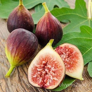 เมล็ด Figs Plant ต้นมะเดื่อฝรั่ง พันธุ์ Brown Turkey (บาวตุรกี) อร่อย หวาน หอมมากๆ ต้นสมบูรณ์มาก รากแน่นๆ จั คละ