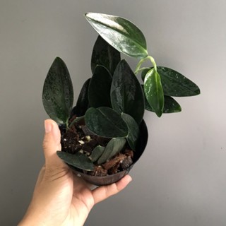 พลูใบดำ​ Scindapsus​ Treubii dark form