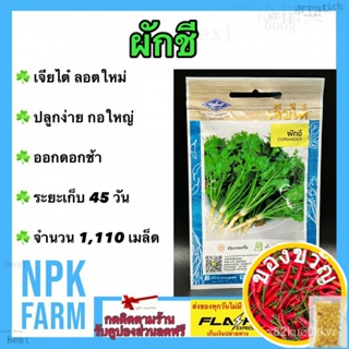 เมล็ดอวบอ้วน100%，ไทยในสต็อกพร้อมส่งผักซอง เจียไต๋ ผักชี จำนวน 1,110 เมล็ด/ซอง เมล็ดพันธุ์ ลอตใหม่ งอกดี ปลูกง่าย กอใหญ่