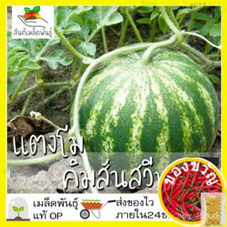 เมล็ดอวบอ้วนเมล็ดพันธุ์ แตงโมคิมสันสวีท 30 เมล็ด Crimson Sweet Watermelon Seed เมล็ดพันธุ์แท้100% นำเข้าจากต่างประเทศ ปล