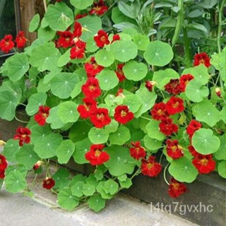 เมล็ด ขายดี แนสเทอเทียม สีแดง ( Empress of India Nasturtium Seed ) บรรจุ 20 เมล็ด คุณภาพดี ราคาถูก ของ ขายดี