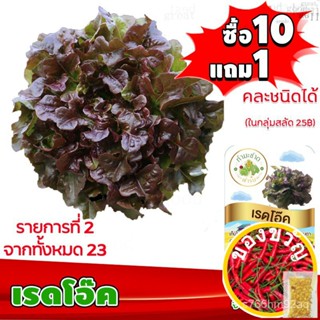 {{ส่งKerry}}[10แถม1 มีคู่มือ] เมล็ดพันธุ์ เรดโอ๊ค Red Oak  ประมาณ 200 เมล็ด (0.2กรัม) เมล็ดพันธุ์ ผักสลัด ทำมะชาดฟาร์มMi