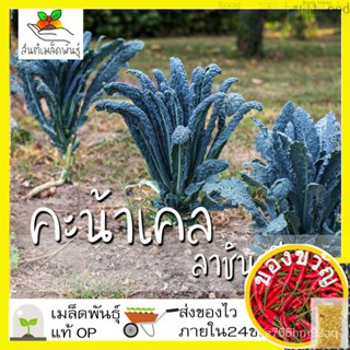 เมล็ดอวบอ้วน100%เมล็ดพันธุ์ คะน้าเคล ลาชินาโต 400 เมล็ด Lacinato Kale Seed เมล็ดพันธุ์แท้100% นำเข้าจากต่างประเทศ ปลูกผั