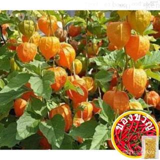 เมล็ดเคพกูสเบอร์รี่(Cape Gooseberry)โทงเทงฝรั่ง 100 เมล็ด !!เมล็ดพันธุ์แท้!!อัตราการงอกดีมาก (พร้อมวิธีเพาะเมล็ด)Lycoper