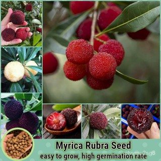 เมล็ด ขายดี แว็กซ์เบอรี่ 20เมล็ด/ห่อ Myrica Rubra Seed Waxberry Fruit Seeds พันธุ์ไม้ผล เมล็ดบอนสี เมล ขายดี