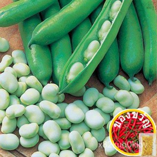 เมล็ดพันธุ์ ถั่วปากอ้า (Broad Windsor Fava Bean Seed) บรรจุ 10 เมล็ด คุณภาพดี ราคาถูก ของแท้ 100%RussianManilaMixPurityR