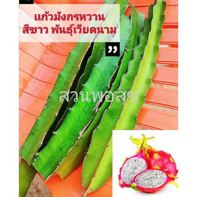 ท่อนพันธุ์เเก้วมังกร สีขาว ผลใหญ่ รสหวานฉ่ำ พันธุ์เวียดนาม (ชุด 3 ท่อน 39 บาท) ซื้อครบ 3 ชุด เเถมฟรี 1 ชุด