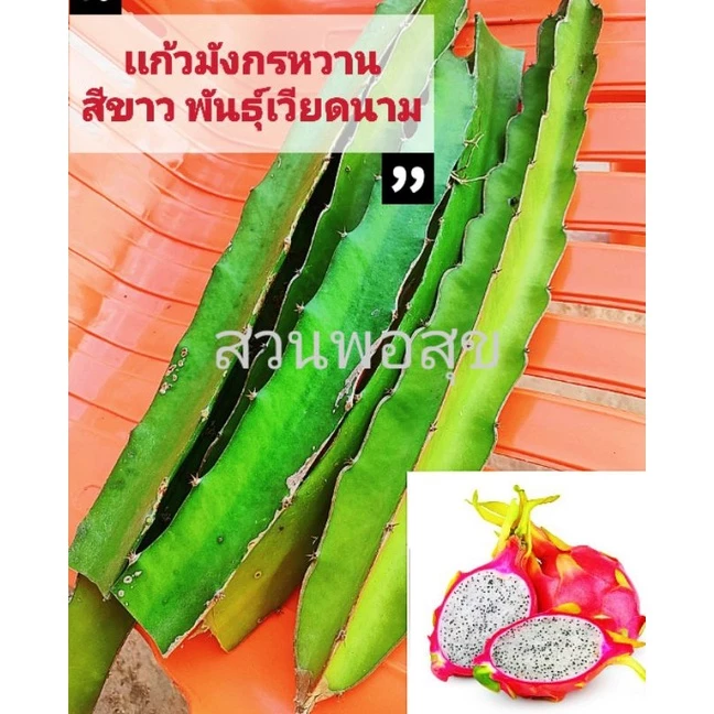 ท่อนพันธุ์เเก้วมังกร สีขาว ผลใหญ่ รสหวานฉ่ำ พันธุ์เวียดนาม (ชุด 3 ท่อน 39 บาท) ซื้อครบ 3 ชุด เเถมฟรี 1 ชุด