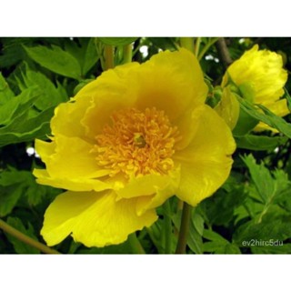 เมล็ด 20 เมล็ด เมล็ดโบตั๋น ดอกโบตั๋น ดอกพีโอนี (Peony) สีเหลือง Yellow Peony ดอกไม้นี้​เป็นสัญลักษณ์ของความม ปลูก