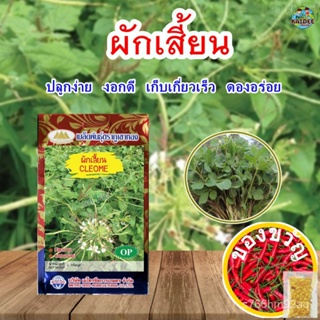 เมล็ดผักเสี้ยน CLEOME เมล็ดพันธุ์ผักเสี้ยน ผักเสี้ยน เมล็ดผักสวนครัว เมล็ดพันธุ์ผัก ตราภูเขาทองRoseFlowerManilaKaleSunfl