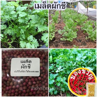 เมล็ดอวบอ้วน100%เมล็ดผักชี 5 กรัม ( 10 แถม 1 คละได้ )เมล็ดพืชคุณภาพสูงColorKaleManilaChamomileMarigoldesculentumMixedFlo