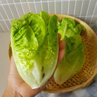 เมล็ดพันธุ์ เบบี้กรีนคอส 100 เมล็ด [ 10แถม2 ]คละได้