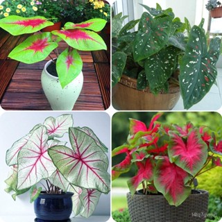 เมล็ด Ready Stock Good Quality Caladium Seeds - with Beautiful Multicolored Leaves ของแต่งบ้านสวน เมล็ดบอนสี งอก