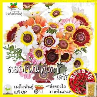 เมล็ดอวบอ้วน100%เมล็ดพันธุ์ ดอกเพ้นท์เดซี่ เดซี่สามสี 100เมล็ด  (Painted Daisy Mix Seed) เมล็ดพันธุ์แท้100% นำเข้าจากต่า