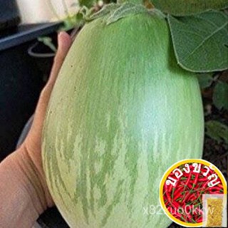 เมล็ดอวบอ้วน100%เมล็ดพันธุ์ มะเขือยักษ์ พันธุ์หยกภูพาน (Yok Poo Pan Giant Eggplant Seed) บรรจุ 10 เมล็ดเมล็ดพันธุ์GrassK