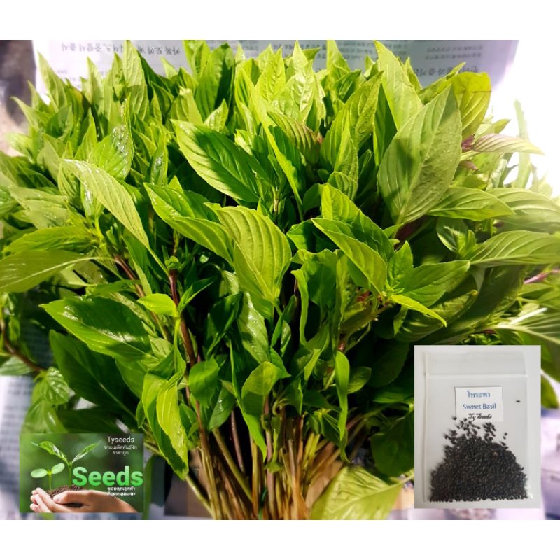 เมล็ดพันธุ์ โหระพา 500 เมล็ด [ 10แถม2 ]คละได้