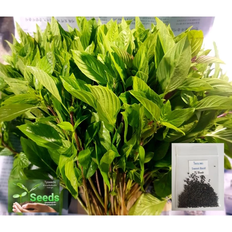 เมล็ดพันธุ์ โหระพา 500 เมล็ด [ 10แถม2 ]คละได้