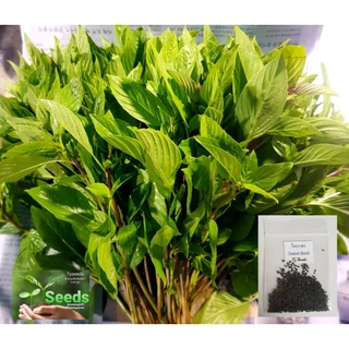 เมล็ดพันธุ์ โหระพา 500 เมล็ด [ 10แถม2 ]คละได้