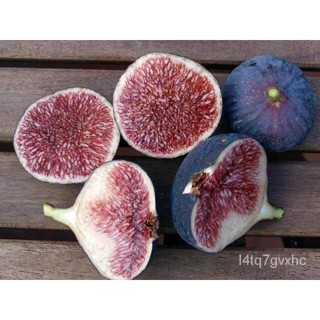 เมล็ด Figs ต้นมะเดื่อฝรั่ง พันธุ์ Dauphine (ดอร์ฟิน) อร่อย หวาน หอมมากๆ ต้นสมบูรณ์มาก รากแน่นๆ จัดส่งพร้อมกร งอก