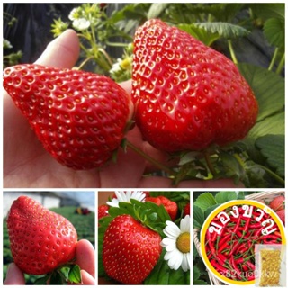 เมล็ดอวบอ้วน100%，ไทยในสต็อกพร้อมส่งเมล็ดพันธุ์ สตรอเบอร์รี่ Sweet Strawberry Seeds Fruit Seeds บรรจุ 200 เมล็ด เมล็ดสตอเ