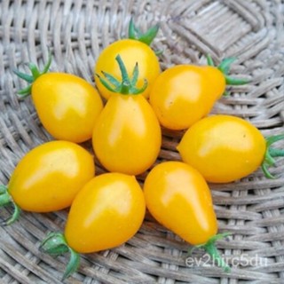 เมล็ด ขายดี มะเขือเทศ เยลโล่พลัม (Yellow Plum Tomato Seed) บรรจุ 30 เมล็ด คุณภาพดี ราคาถูก ของแท้ 100% ขายดี