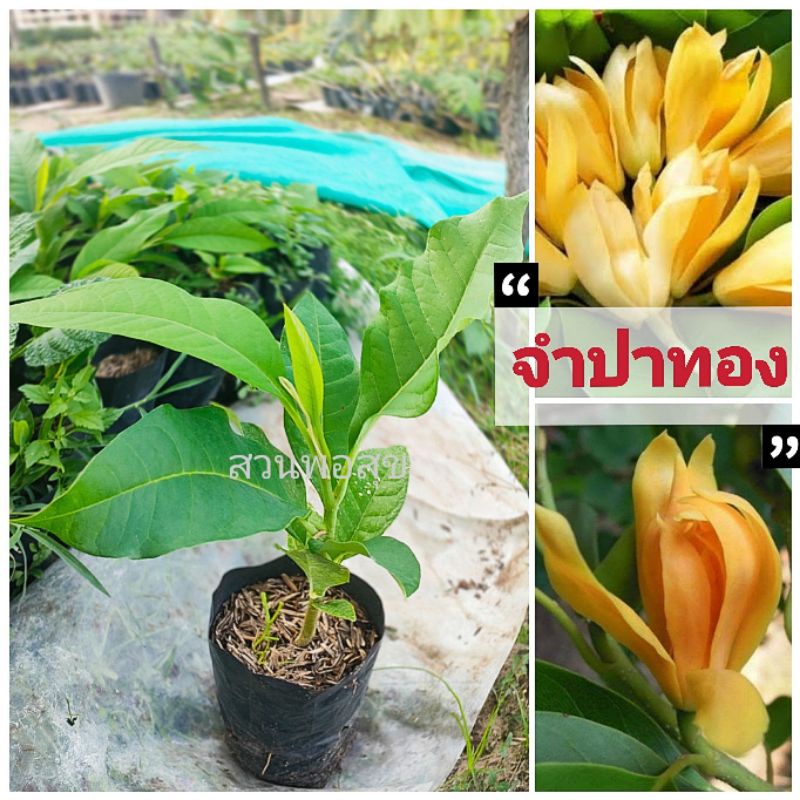 ต้นกล้าจำปาทอง  ดอกหอม เพาะจากเมล็ด ต้นจำปาทองไม้มงคลโบราณ เนื้อไม้จะมีสีเหลืองและยังเป็นไม้เศรษฐกิจเชิงพาณิชย์และโตเร็ว