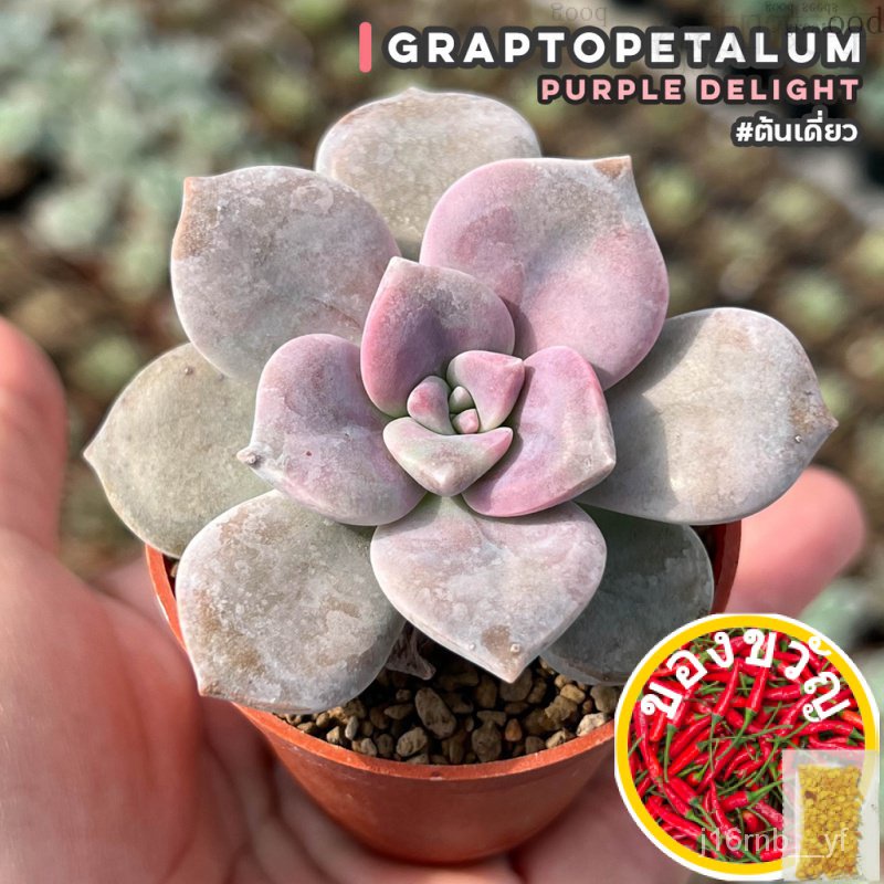 เมล็ดอวบอ้วน100%Graptopetalum Purple Delight #ต้นเดี่ยว ไม้อวบน้ำ กุหลาบหิน Cactus&amp;Succulent หลากหลายสายพันธุ์เมล็ดพันธุ